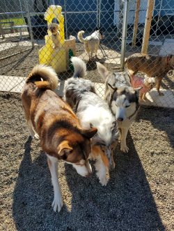 A group of dogs playing together in the yard