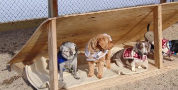 Small dogs in coats resting in a wooden shelter
