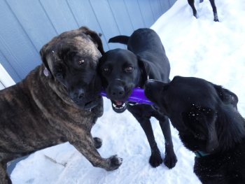 Three dogs playing together in the snow