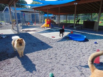 Wide view of the Cameo Kennels play yard