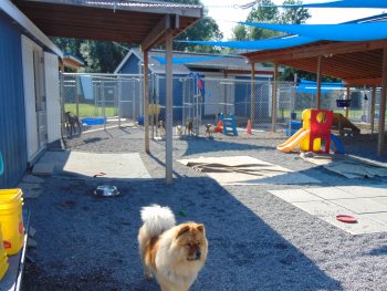 The outdoor play yard at Cameo Kennels with kennels, play structures, and a dog at play
